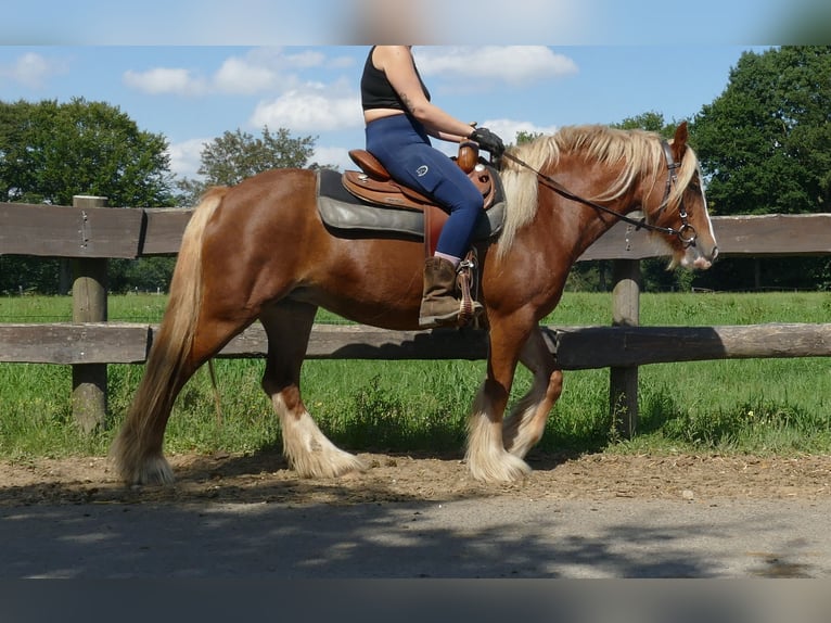 Tinker Stute 5 Jahre 139 cm Fuchs in Lathen