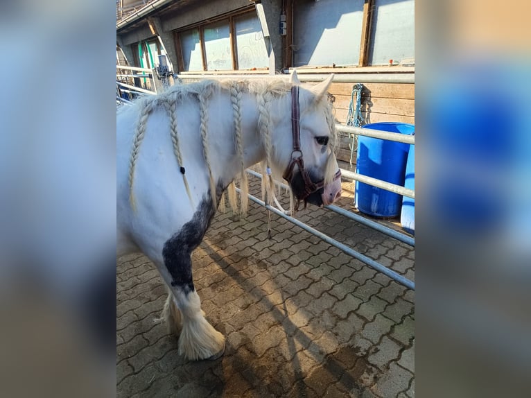 Tinker Stute 5 Jahre 139 cm Schecke in Buchheim