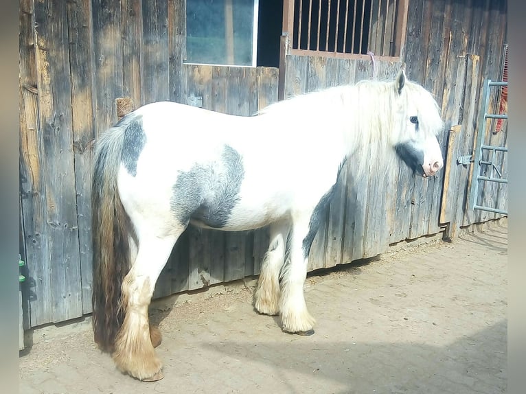 Tinker Stute 5 Jahre 139 cm Schecke in Buchheim