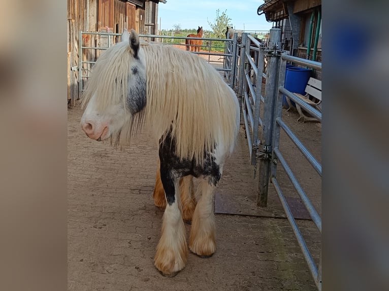 Tinker Stute 5 Jahre 139 cm Schecke in Buchheim