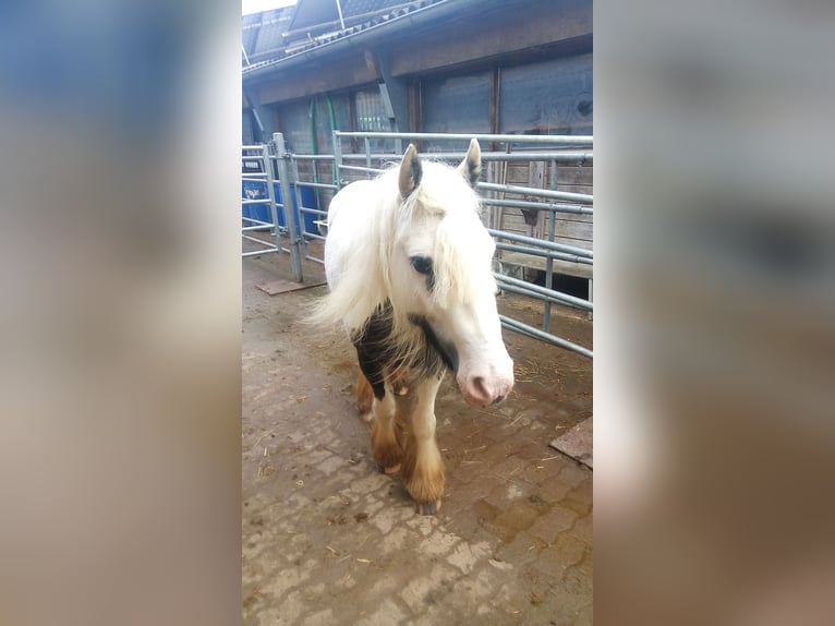 Tinker Stute 5 Jahre 139 cm Schecke in Buchheim