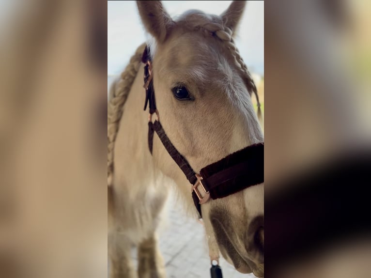 Tinker Stute 5 Jahre 140 cm Palomino in Halver