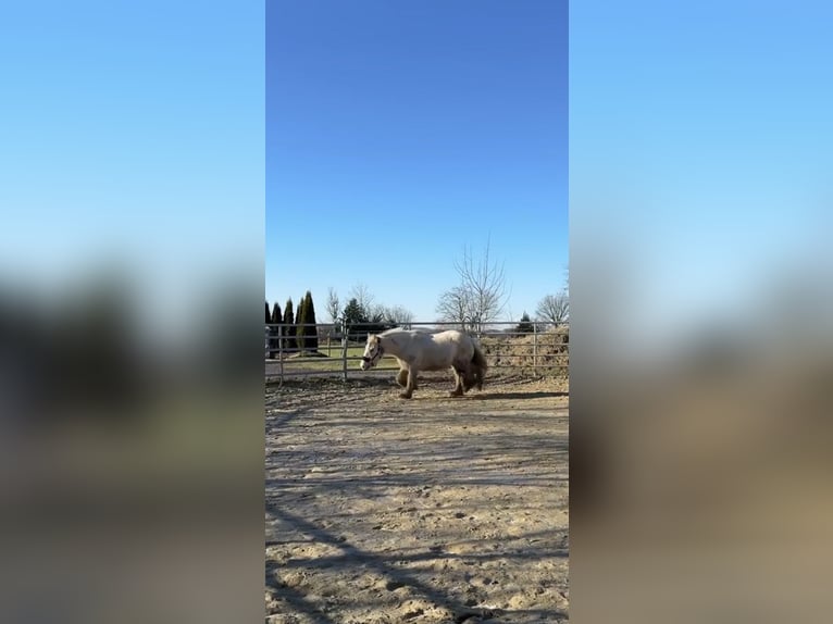 Tinker Stute 5 Jahre 140 cm Palomino in Halver