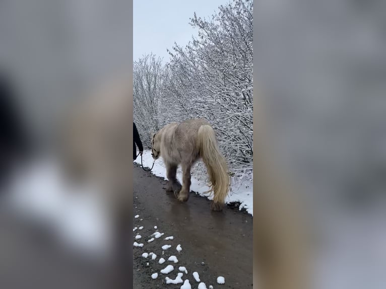 Tinker Stute 5 Jahre 140 cm Palomino in Halver