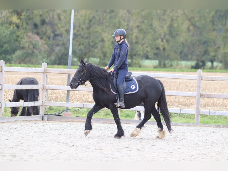 Tinker Stute 5 Jahre 140 cm Rappe in Bogaarden