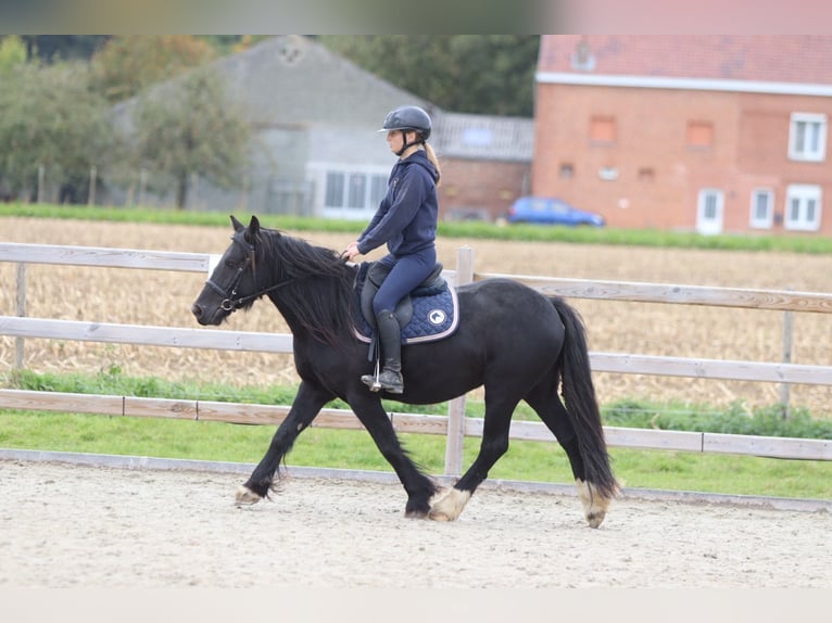 Tinker Stute 5 Jahre 140 cm Rappe in Bogaarden