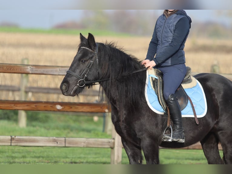 Tinker Stute 5 Jahre 140 cm Rappe in Bogaarden