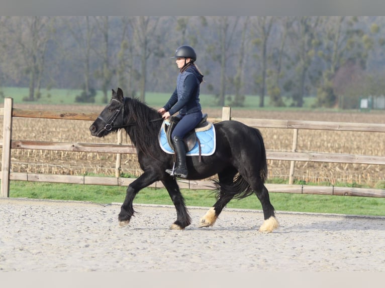Tinker Stute 5 Jahre 140 cm Rappe in Bogaarden