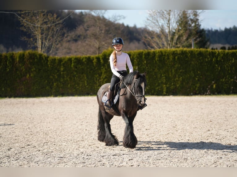 Tinker Stute 5 Jahre 140 cm Rappe in Wächtersbach