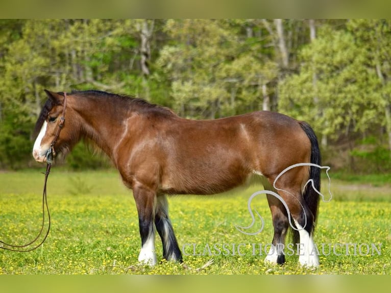Tinker Stute 5 Jahre 142 cm Rotbrauner in Somerset, KY