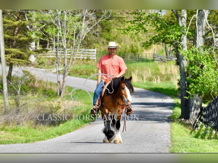 Tinker Stute 5 Jahre 142 cm Rotbrauner in Somerset, KY