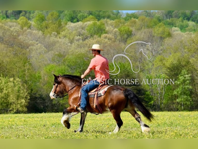 Tinker Stute 5 Jahre 142 cm Rotbrauner in Somerset, KY