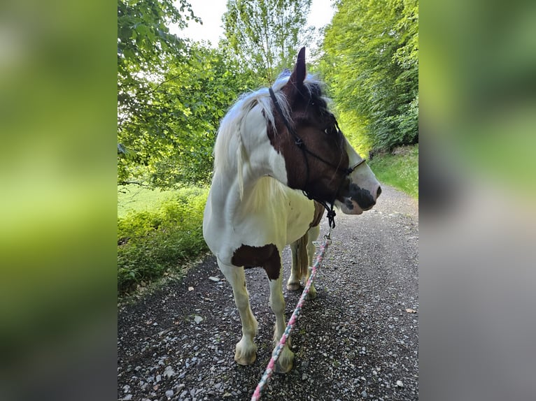 Tinker Stute 5 Jahre 142 cm Schecke in Weibern