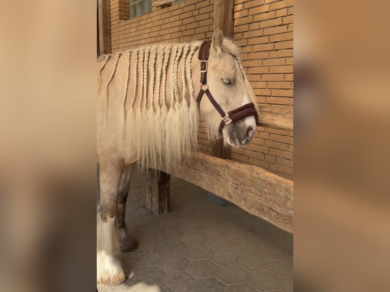 Tinker Stute 5 Jahre 143 cm Palomino in Kierspe