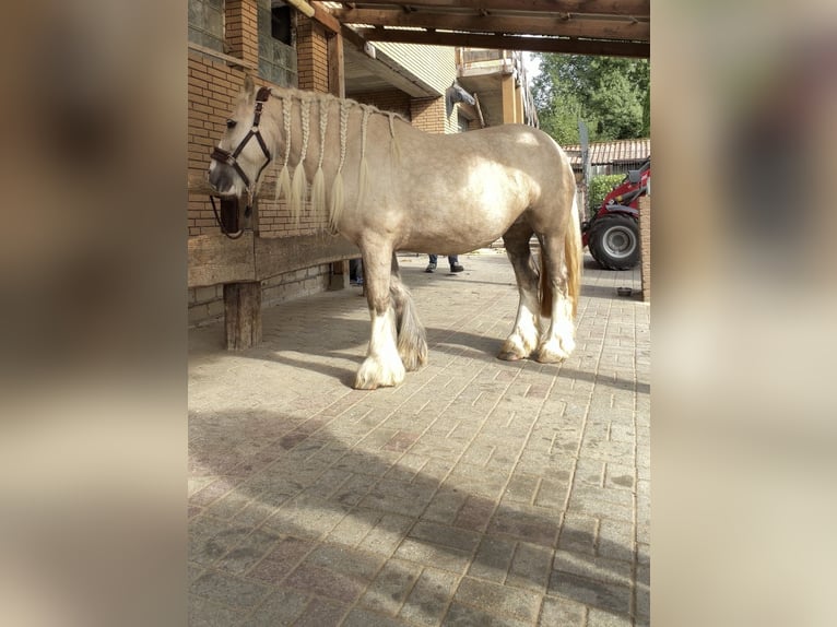 Tinker Stute 5 Jahre 143 cm Palomino in Kierspe