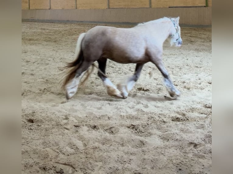 Tinker Stute 5 Jahre 143 cm Palomino in Kierspe