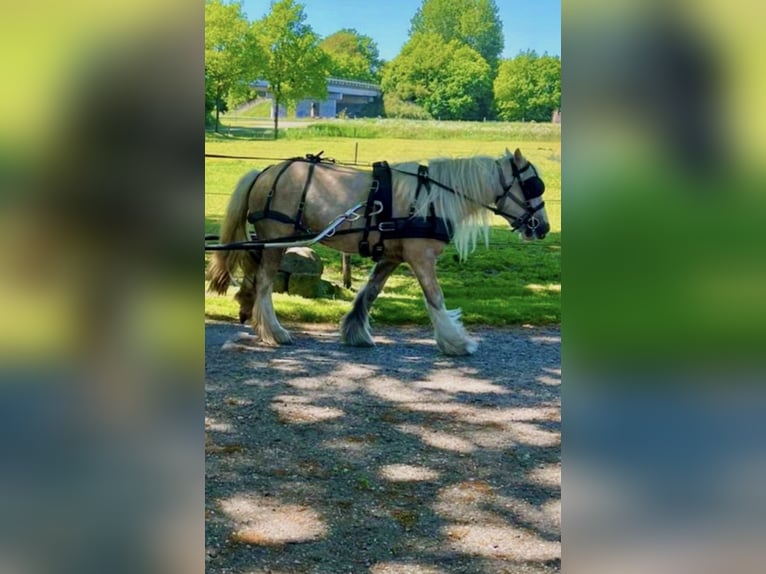 Tinker Stute 5 Jahre 143 cm Palomino in Kierspe
