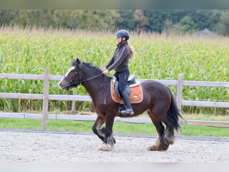 Tinker Stute 5 Jahre 144 cm Brauner in Bogaarden