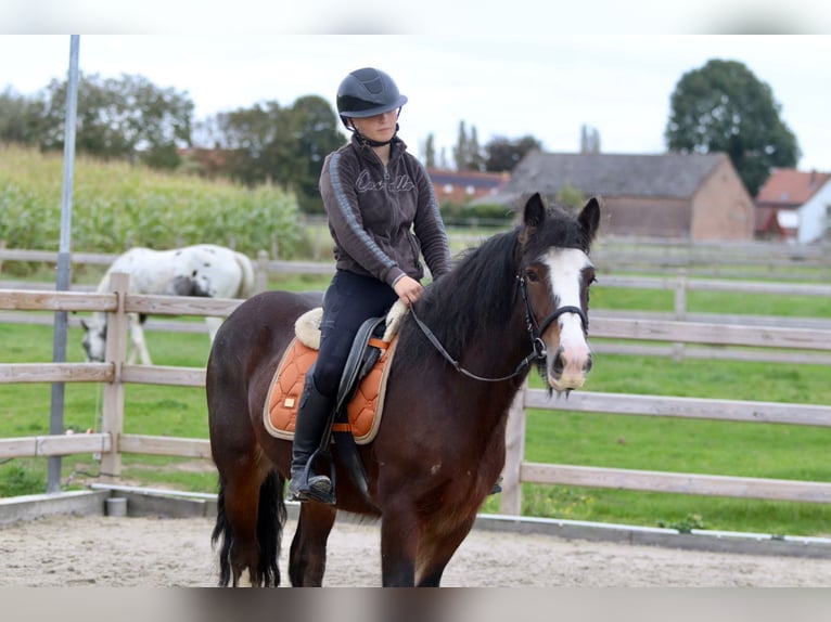 Tinker Stute 5 Jahre 144 cm Brauner in Bogaarden