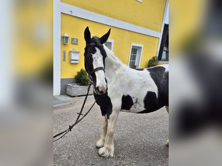 Tinker Stute 5 Jahre 144 cm Schecke in Enns