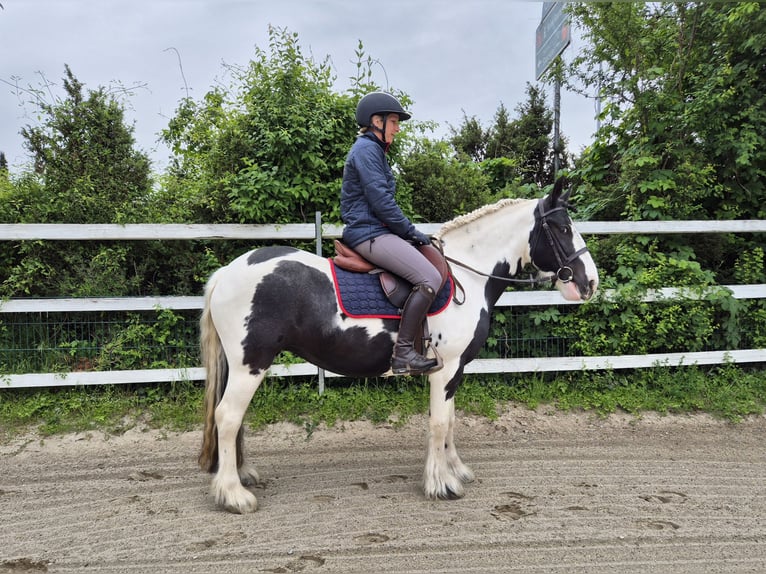 Tinker Stute 5 Jahre 144 cm Schecke in Enns