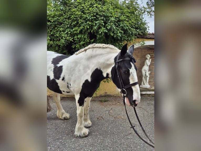 Tinker Stute 5 Jahre 144 cm Schecke in Enns