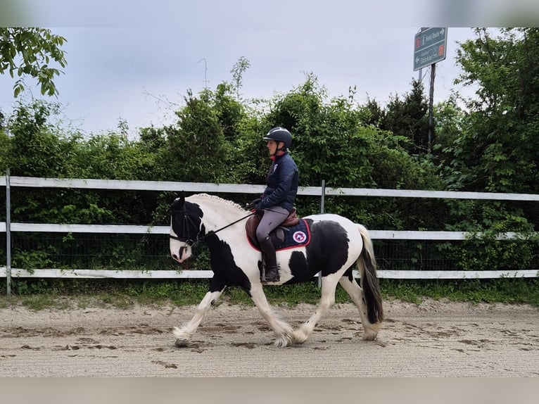 Tinker Stute 5 Jahre 144 cm Schecke in Enns
