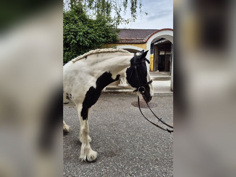 Tinker Stute 5 Jahre 144 cm Schecke in Enns