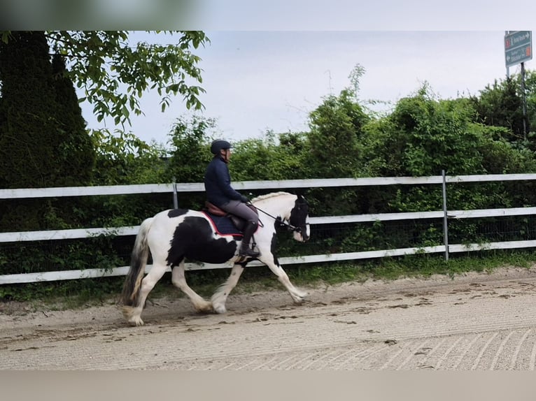 Tinker Stute 5 Jahre 144 cm Schecke in Enns