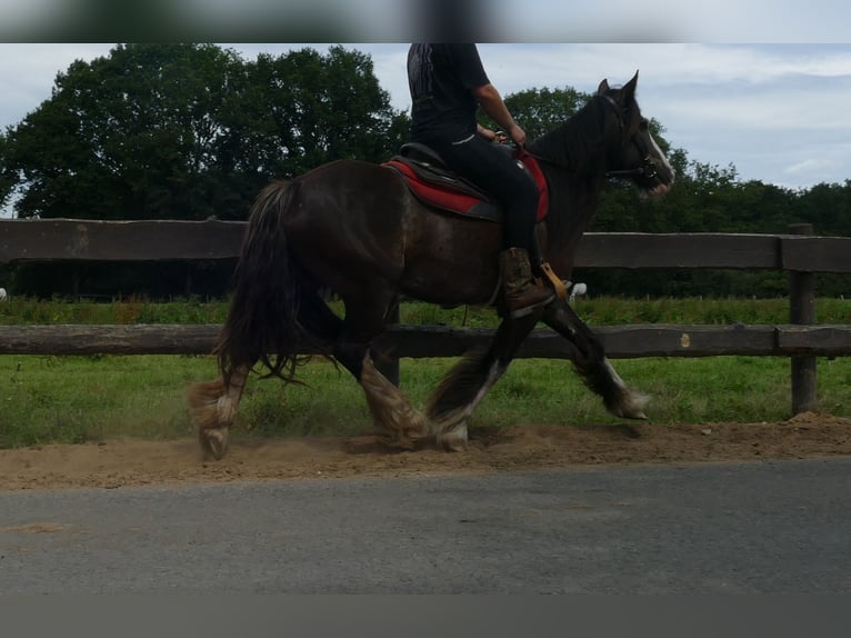 Tinker Stute 5 Jahre 145 cm Rappe in Lathen