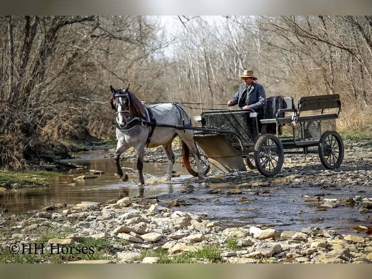 Tinker Stute 5 Jahre 145 cm Roan-Bay in Flemingsburg Ky