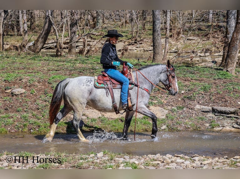 Tinker Stute 5 Jahre 145 cm Roan-Bay in Flemingsburg Ky