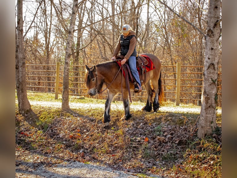 Tinker Stute 5 Jahre 145 cm Rotbrauner in Santa Fe