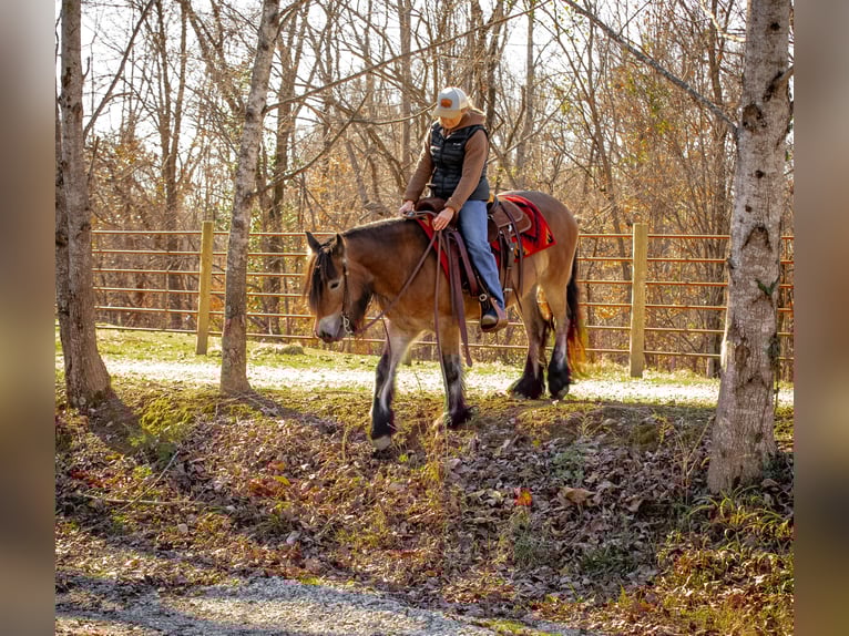 Tinker Stute 5 Jahre 145 cm Rotbrauner in Santa Fe
