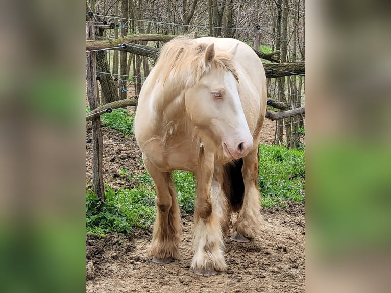 Tinker Stute 5 Jahre 145 cm in Hossz&#xFA;het&#xE9;ny