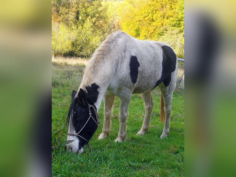 Tinker Mix Stute 5 Jahre 146 cm Schecke in Mettlach