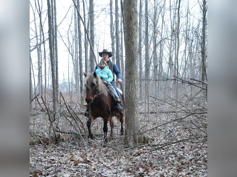 Tinker Stute 5 Jahre 147 cm Brauner in Howell