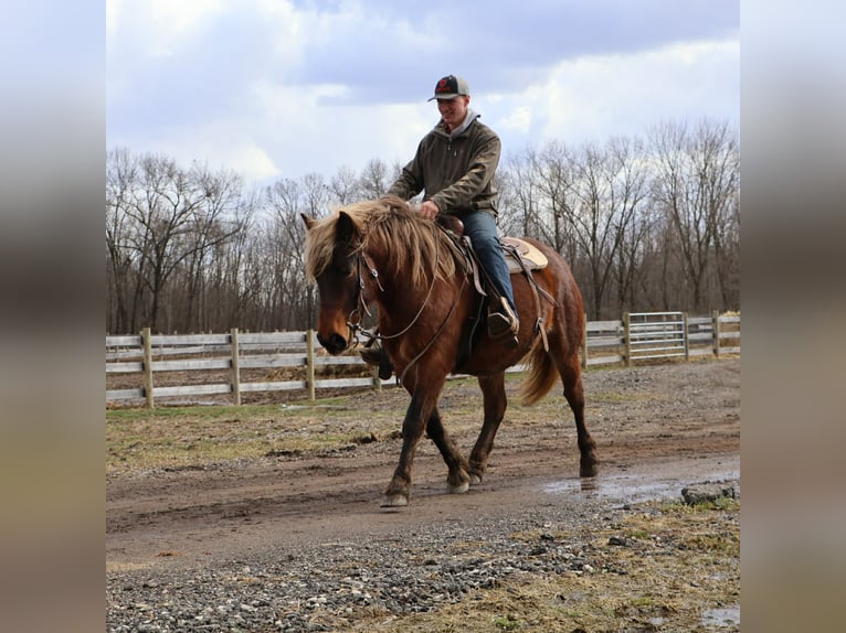 Tinker Stute 5 Jahre 147 cm Brauner in Howell