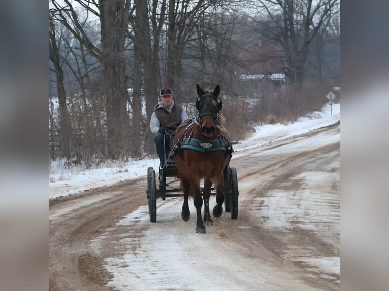 Tinker Stute 5 Jahre 147 cm Brauner in Howell