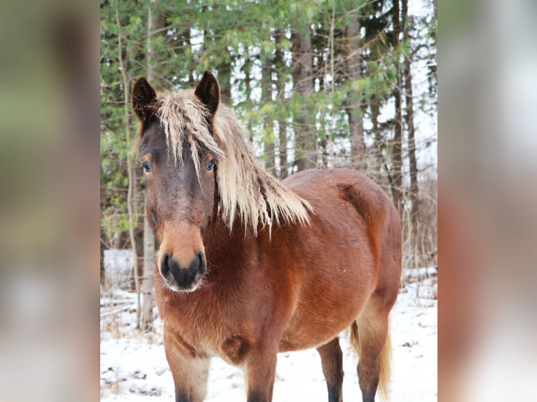 Tinker Stute 5 Jahre 147 cm Brauner in Howell