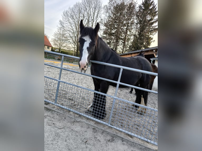 Tinker Stute 5 Jahre 150 cm Rappe in Rüthen