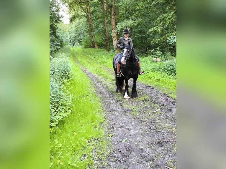 Tinker Stute 5 Jahre 150 cm Rappe in Rüthen