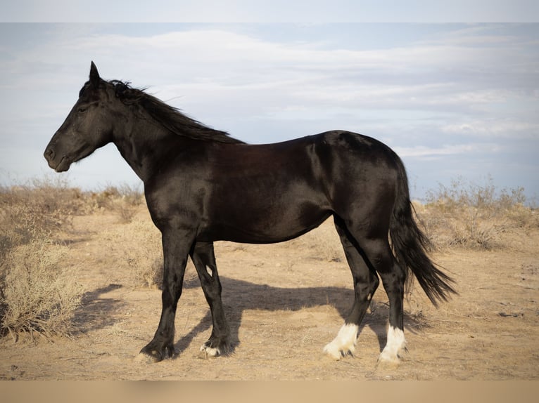 Tinker Mix Stute 5 Jahre 150 cm Rappe in Tonopah