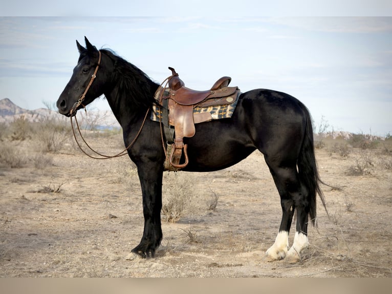 Tinker Mix Stute 5 Jahre 150 cm Rappe in Tonopah