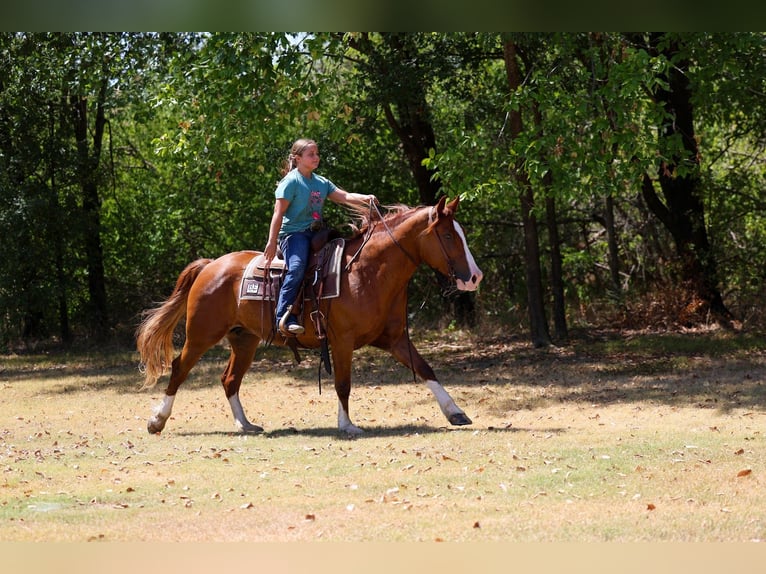 Tinker Stute 5 Jahre 152 cm Dunkelfuchs in Forney