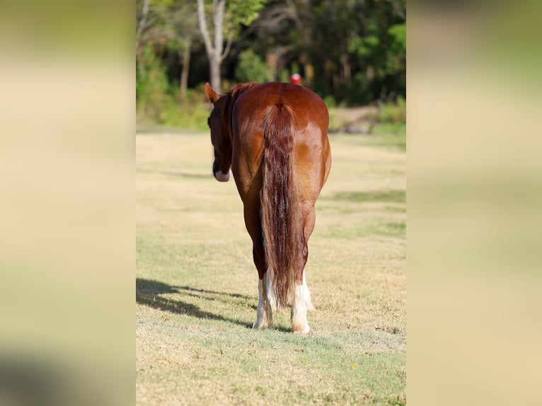 Tinker Stute 5 Jahre 152 cm Dunkelfuchs in Forney