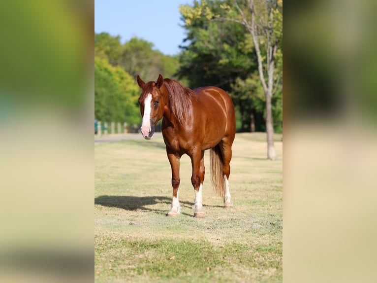 Tinker Stute 5 Jahre 152 cm Dunkelfuchs in Forney