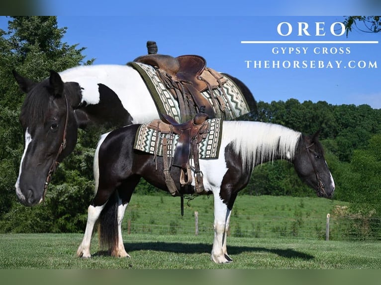 Tinker Stute 5 Jahre 152 cm Tobiano-alle-Farben in Batesville, IN