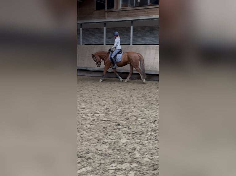 Tinker Stute 5 Jahre 155 cm Fuchs in Almere