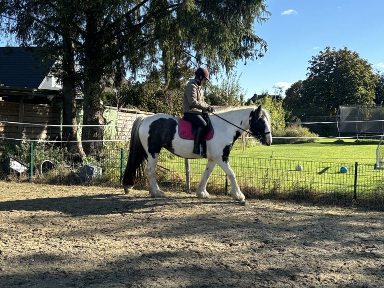 Tinker Stute 5 Jahre 155 cm Schecke in Oldenswort